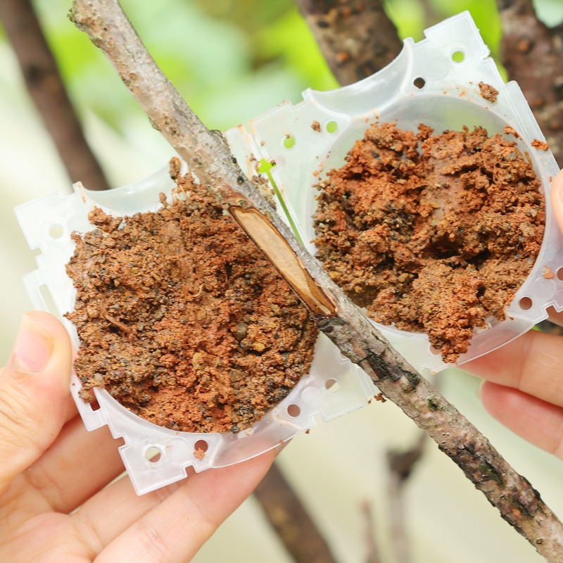 Reusable Plant Rooting Ball Gr - Plant Parent 评论和价格