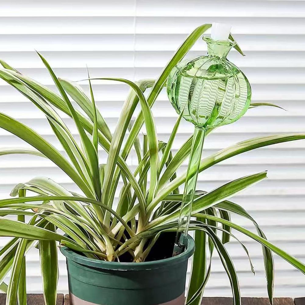 24cm Cactus Self Watering Bulb - Plant Parent 评论和价格