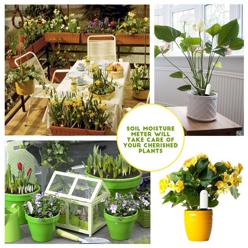 HHCC Xiaomi Flower Care Smart  - Plant Parent App 评论和价格